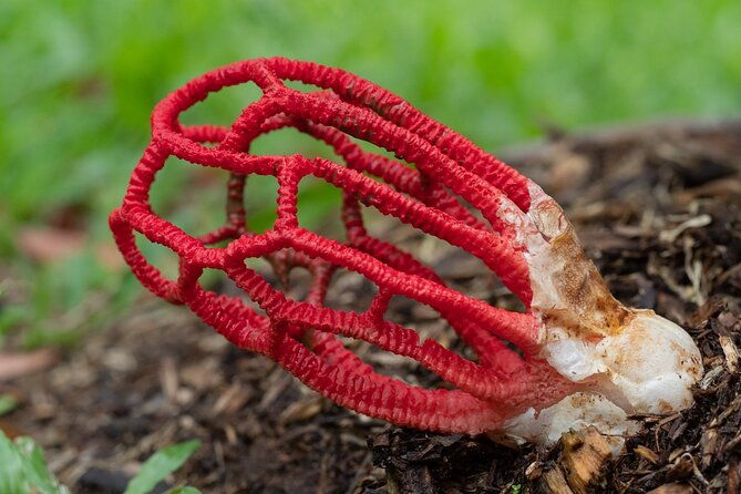 2-Hour Mushroom Photography Activity in Cairns Botanic Gardens - Key Points  