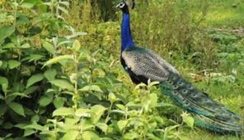 2-n-3-days-chitwan-tour-package-from-pokhara-or-kathmandu