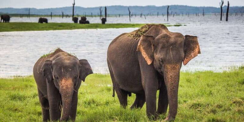 1-day-tour-of-both-yala-and-udawalawe-national-parks
