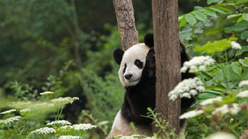 1-day-tour-of-chengdu-panda-and-sanxingdui-museum