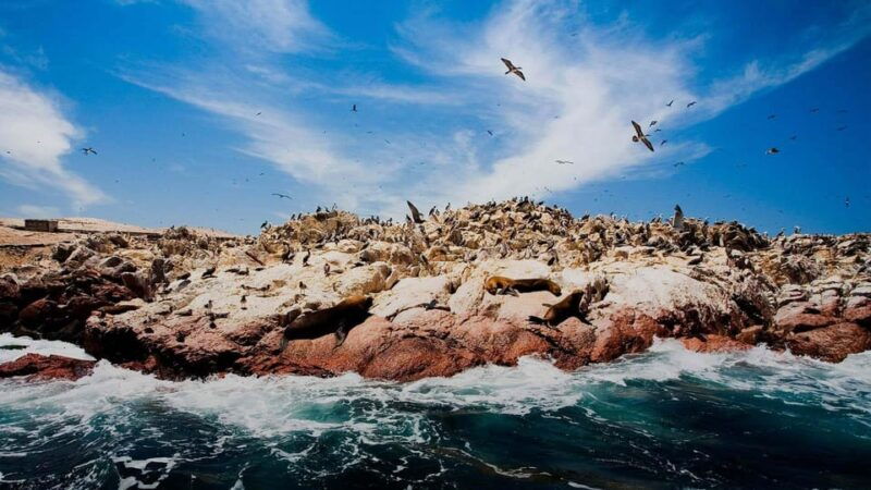 1-day-tour-to-ballestas-and-the-paracas-national-reserve