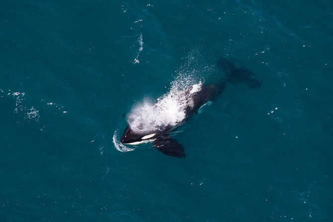 1-Hour Guided Whale Watching Premier Tour in Kaikura - An In-Depth Look at the 1-Hour Whale Watching Helicopter Tour