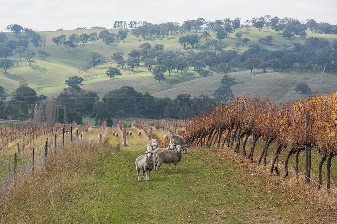1 Hour Wine tasting at Ross Hill Wines in Orange NSW - Why This Tasting Works Well
