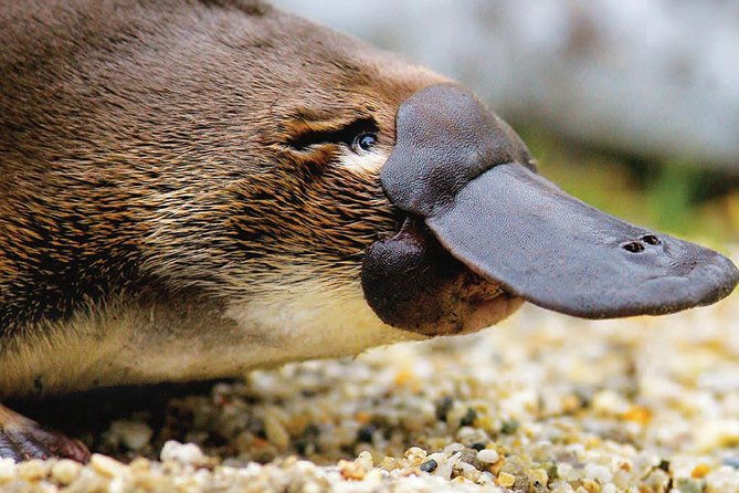 2 Day Great Ocean Road Tour and Platypus paddle - Who Is This Tour Best For?