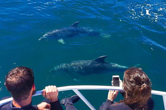 2 hour Dolphin Viewing Eco-Tour from Picton - Real Guest Experiences: Authentic Insights