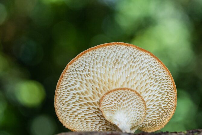 2-Hour Mushroom Photography Activity in Cairns Botanic Gardens - What’s Included?  