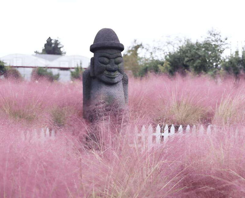 2025-jeju-autumn-tour-with-pink-muhly-festival