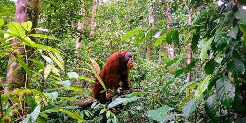 3-days-2-nights-orangutan-trek-bukit-lawang