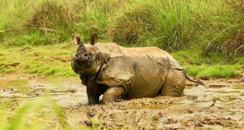 3-days-chitwan-jungle-tour-with-meals-kathmandu-pokhara