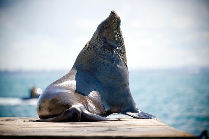 3-Hour Dolphin and Seal Sightseeing Cruise, operated with swim tour passengers - The Itinerary in Detail