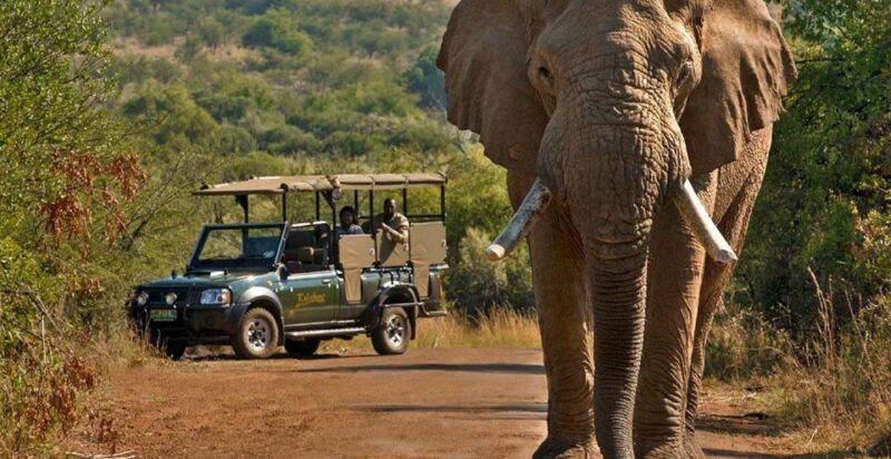 3-hour-shared-game-drive-in-pilanesberg-national-park