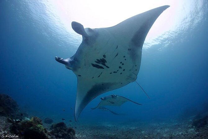 3D2N Sailing Komodo Living on Board Fiday to Sunday (Labuan Bajo) - FAQ