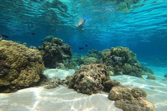 3h dolphin and snorkeling tour in a wild lagoon with Mobydick - Authentic and Personalized Experience
