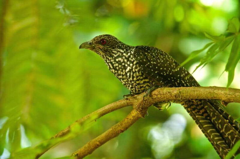 4-day-adventure-tour-colombo-to-sinharaja-ella-beyond