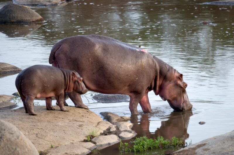 4-day-kruger-katekani-big-5-safari-from-johannesburg