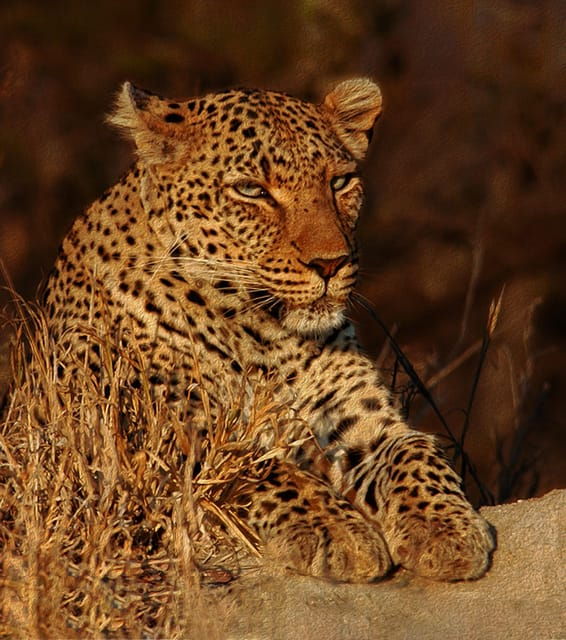 4-day-kruger-tremisana-or-masango-safari-from-johannesburg