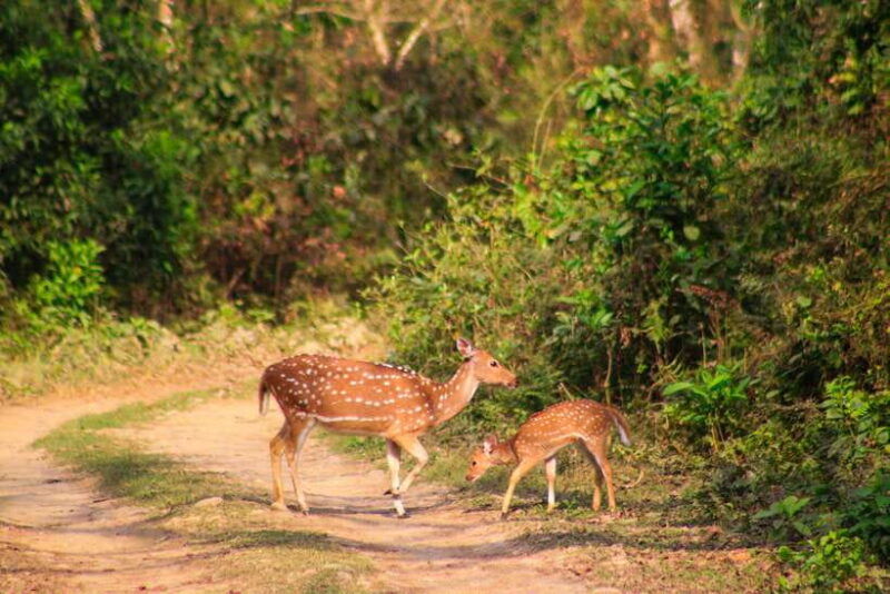 4-days-chitwan-jungle-tour-with-1-night-jungle-tower-stay