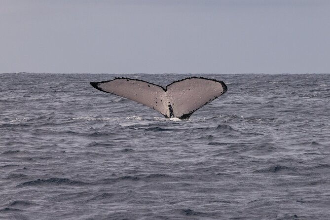 4 Hours of Humpback Whale Watching in Tahiti - Value and Pricing: Is It Worth It?