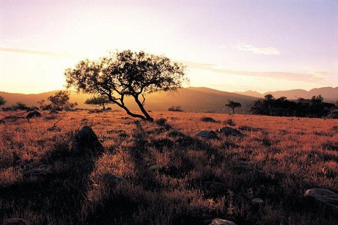 Adelaide to Coober Pedy 7-Day Small Group 4WD Eco Safari - Who Would Enjoy This Tour?  