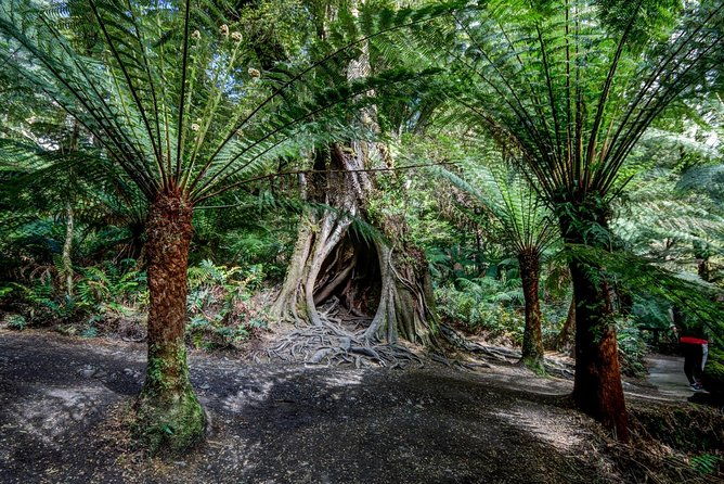 Adelaide to Melbourne 3-Day Trip through Grampians and Great Ocean Road - Final Thoughts: Who Will Love This Experience?