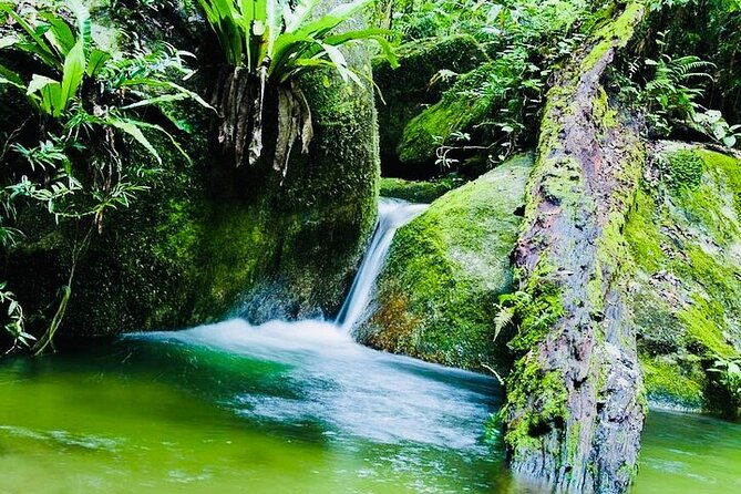 Affordable Return Mossman Gorge from Port Douglas Transfers - The Value of the Experience