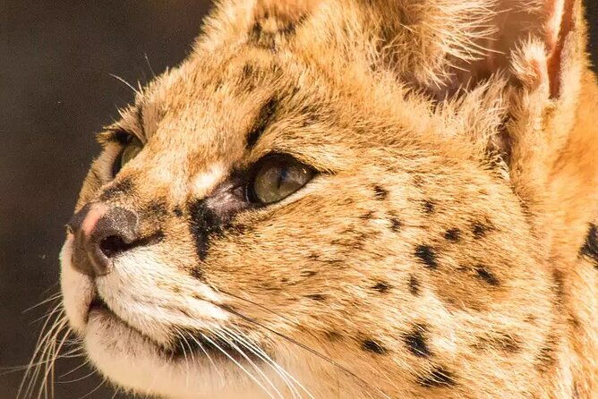African Cat Experience at Werribee Open Range Zoo - excl. entry - Why This Tour Is Worth It