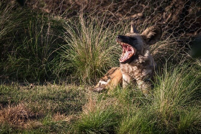 African Wild Dog Experience at Werribee Open Range Zoo - What to Expect from the African Wild Dog Experience