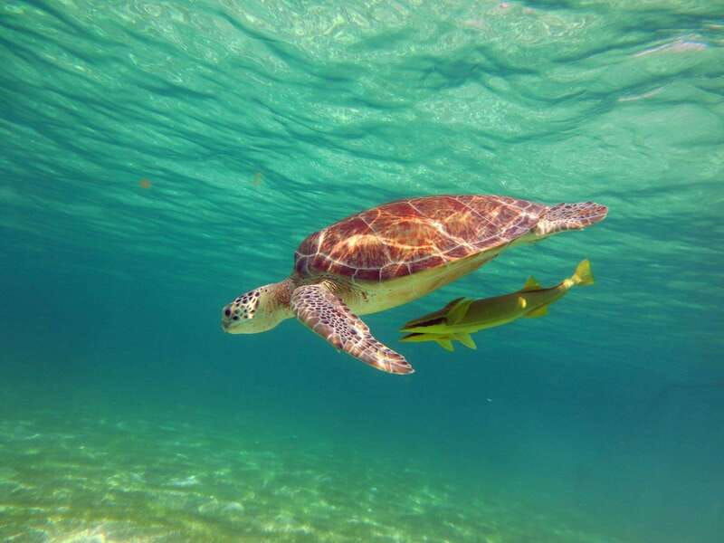akumal-guided-snorkeling-with-sea-turtles