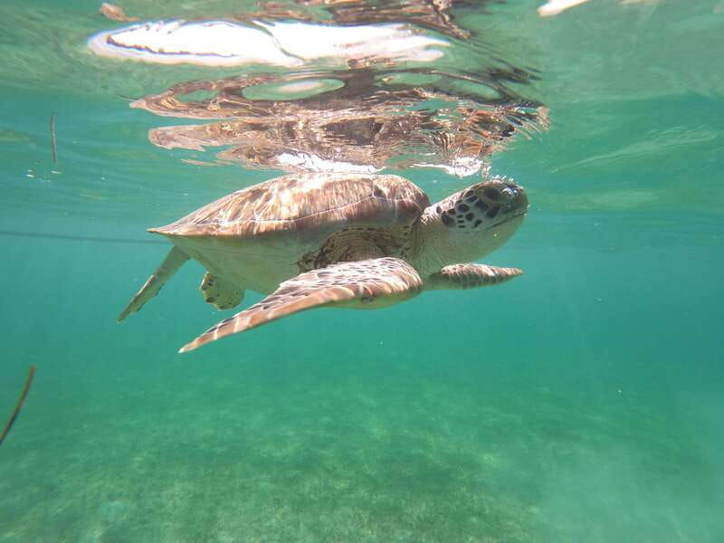akumal-guided-turtle-snorkeling-tour-and-pictures