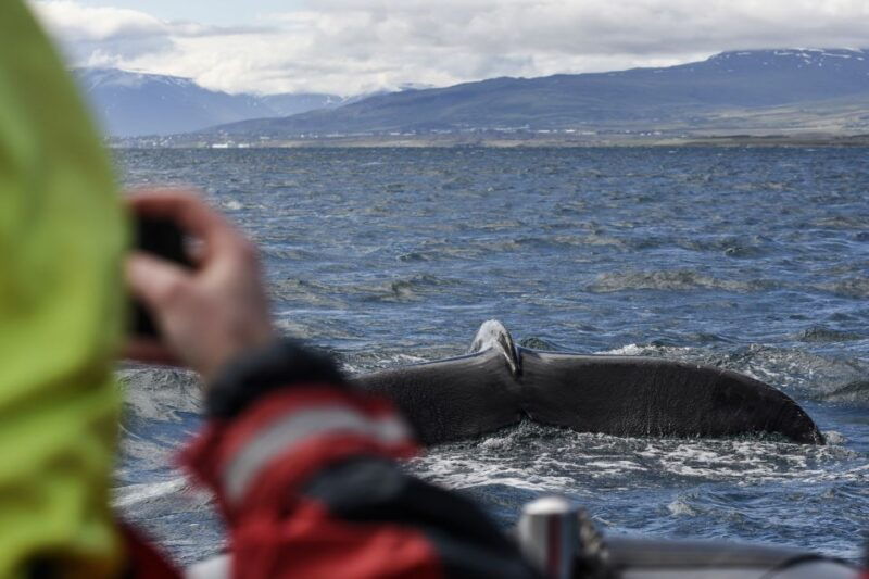 akureyri-2-hour-whale-watching-express-by-rib-speedboat