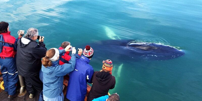 akureyri-arctic-coastline-whale-watching