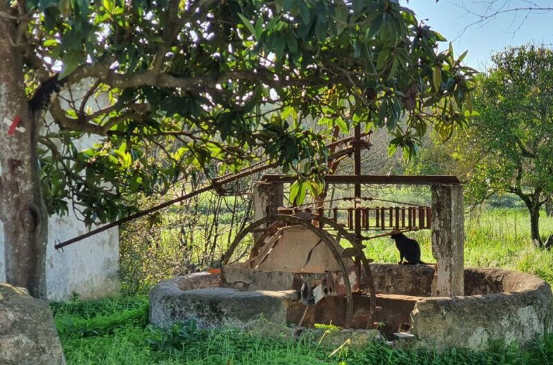 albufeira-safari-excursion-in-the-algarve-mountains