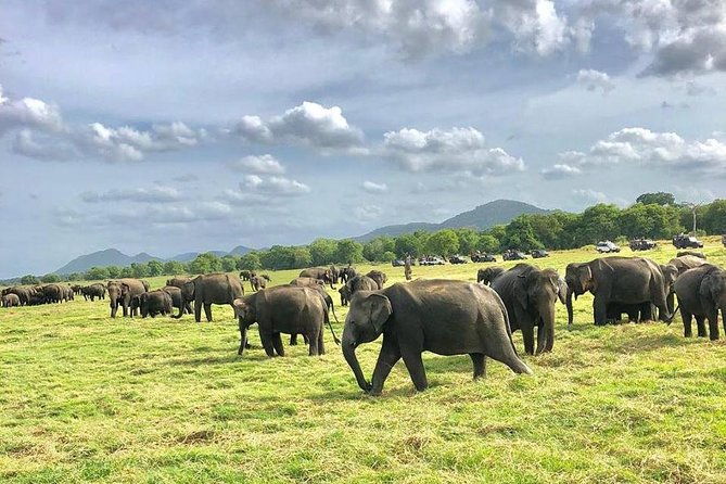 All Inclusive Private Safari in Minneriya National Park - The Itinerary in Detail