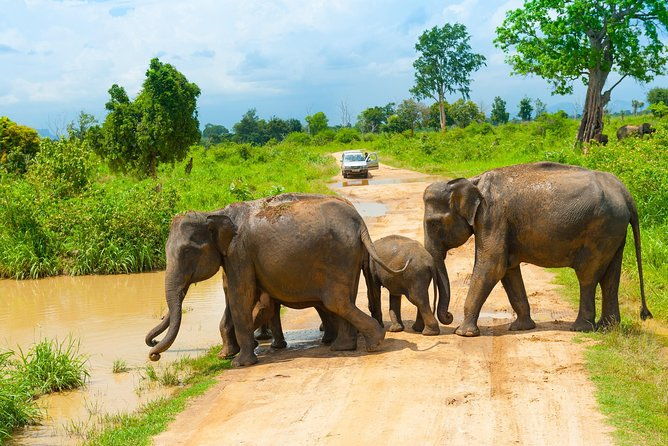 All Inclusive Udawalawa National Park Day Tour from Colombo - The Safari Experience: What to Expect