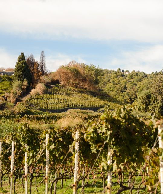 ancient-wine-cellar-on-mascali-with-slow-food-tasting