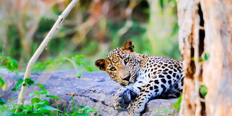 anuradhapura-full-day-wilpattu-national-park-private-safari