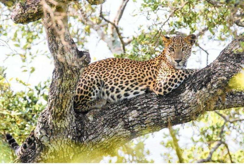 anuradhapura-morning-or-evening-safari-at-wilpattu-private