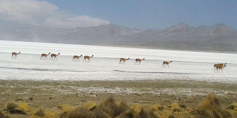 arequipa-salinas-lagoon-laguna-de-salinas-salt-lake