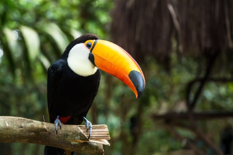 argentinian-iguazu-falls-full-day-tour