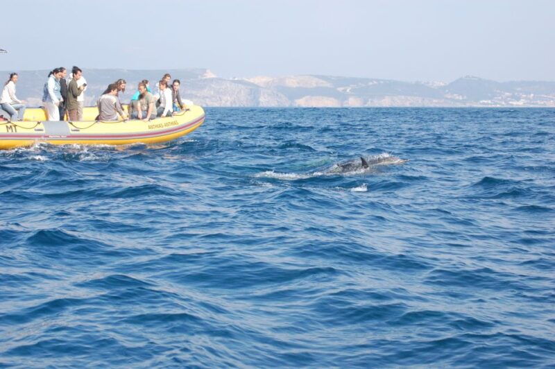 arrabida-sesimbra-dolphin-watching