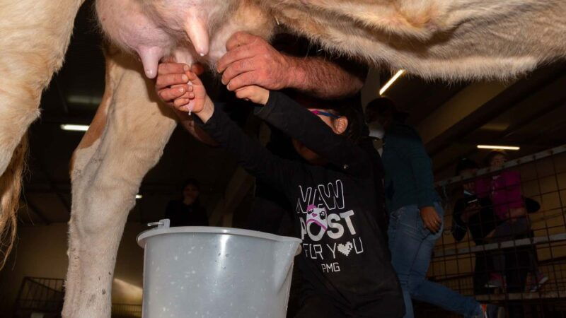 arzana-day-with-a-shepherd-w-lunch-in-a-farm