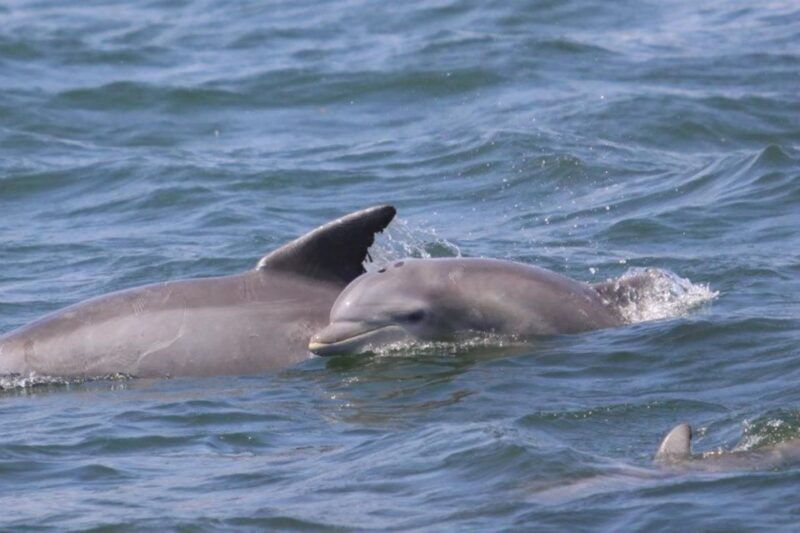 atlantic-city-dolphin-watching-ocean-cruise-adventure