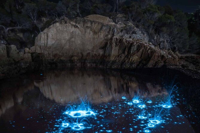 Auckland Bioluminescence Kayak Tour - The Experience of Paddling in Glowing Waters