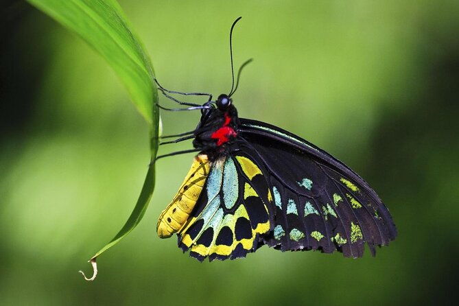 Australian Butterfly Sanctuary - The Itinerary Breakdown