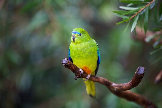 Australian Experience at Werribee Open Range Zoo - excl. entry - What You Can Expect from the Werribee Australian Experience