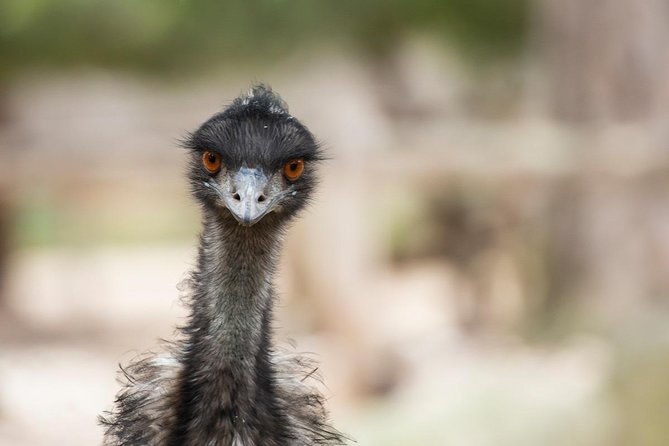 Australian Wildlife Tour at Melbourne Zoo Ticket - excl. entry - The Nitty-Gritty: What to Expect on the Australian Wildlife Tour