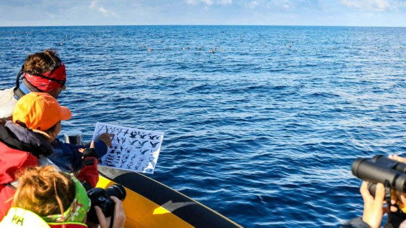 azores-marine-birdwatching-expedition-5