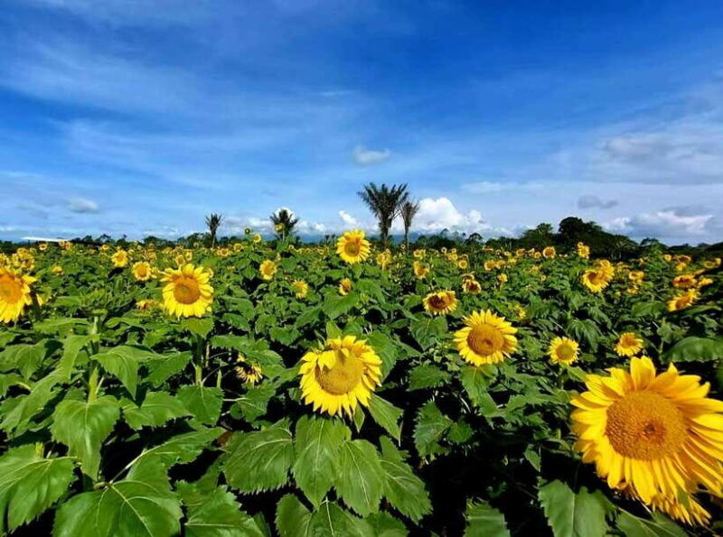 bali-agricultural-adventure-private-tour