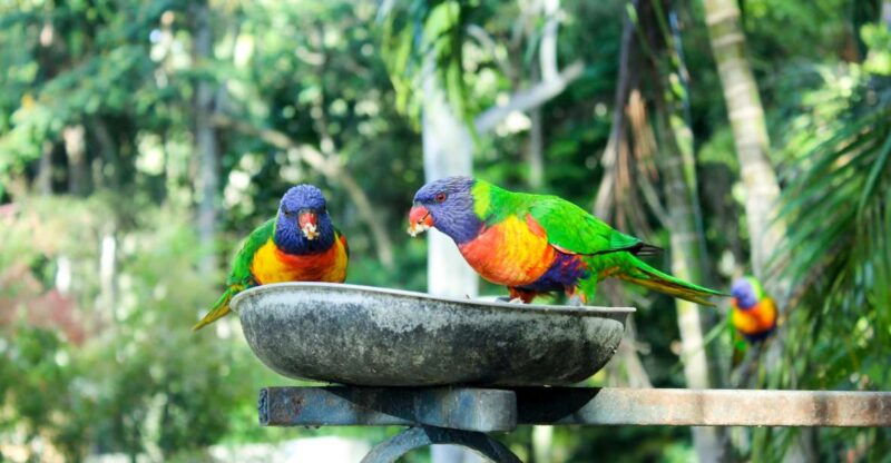 bali-bird-park-1-day-admission-ticket