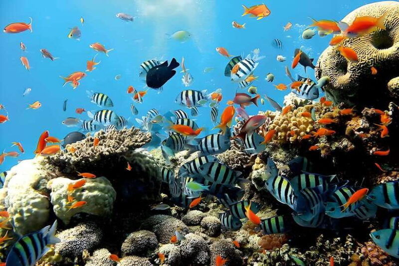 bali-blue-lagoon-and-tanjung-jepun-snorkeling-tour-2